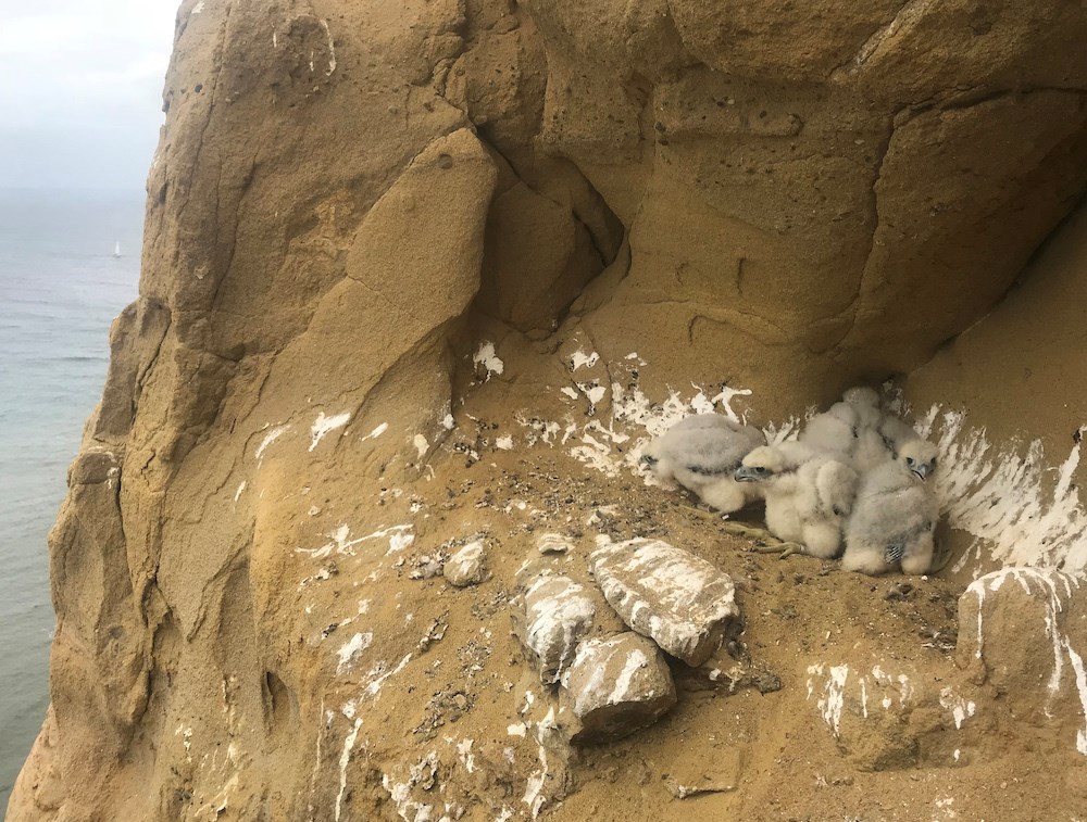 Four Peregrine chicks at their nest ledge overlooking the ocean