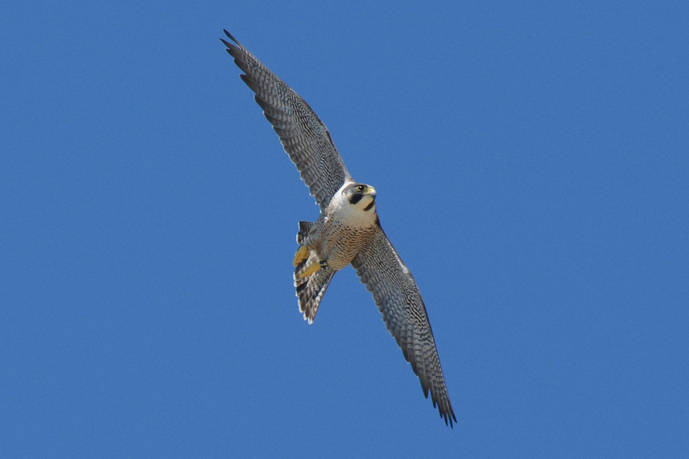 Adult female Peregrine 82/Z with leg band visible