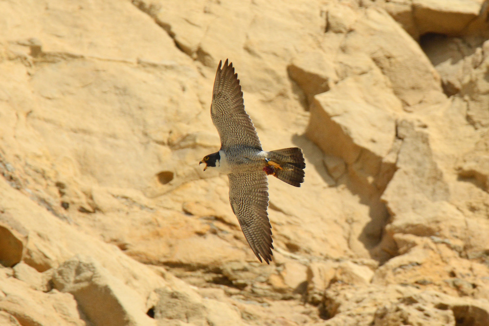 Adult male Peregrine 98/M with leg band visible