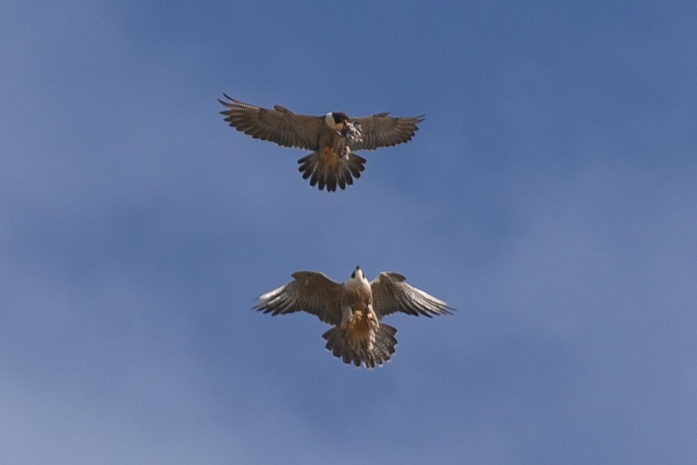 Midair prey exchange between adults 98/M (top) and 82/Z Midair prey exchange between adults 98/M (top) and 82/Z