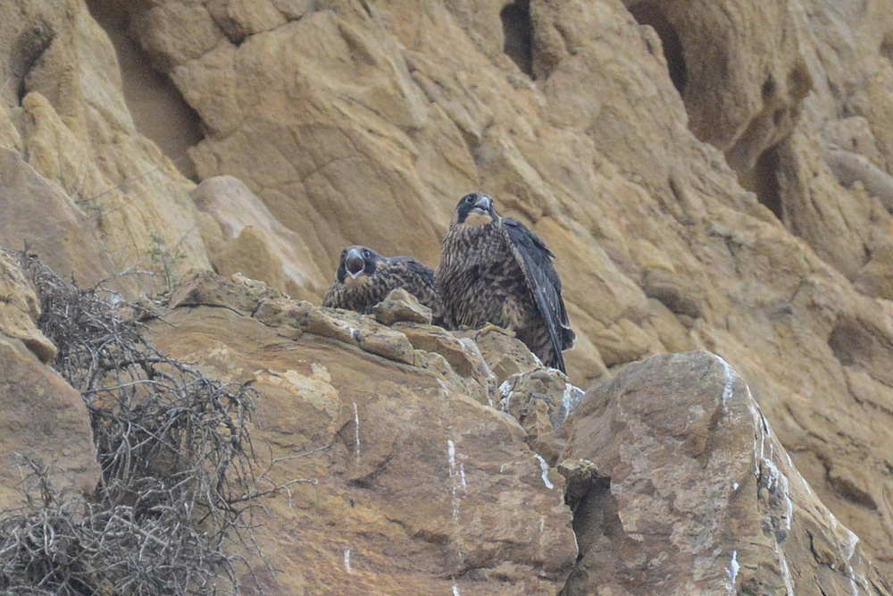 Two juvenile falcons calling out to be fed Two juvenile falcons calling out to be fed
