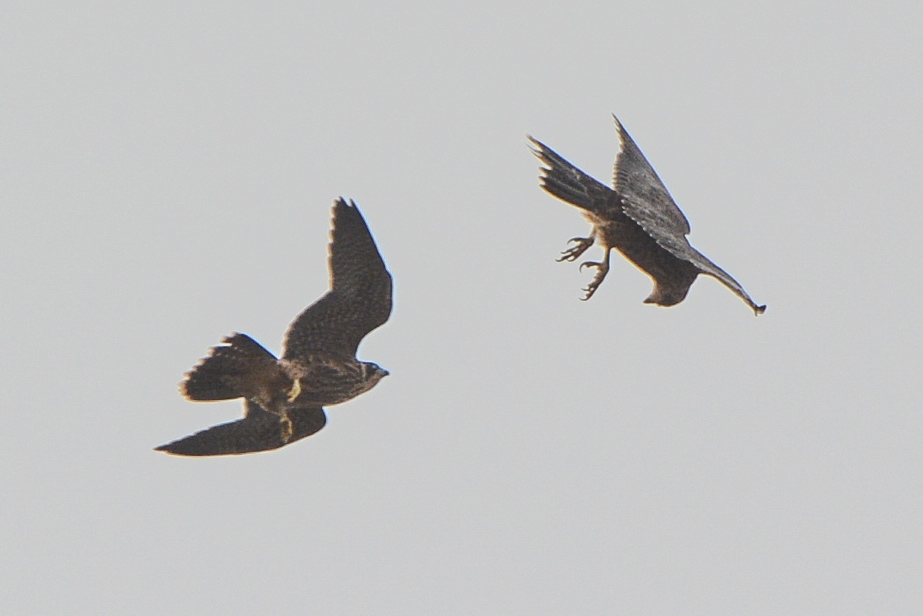 Two juvenile falcons during flight play
