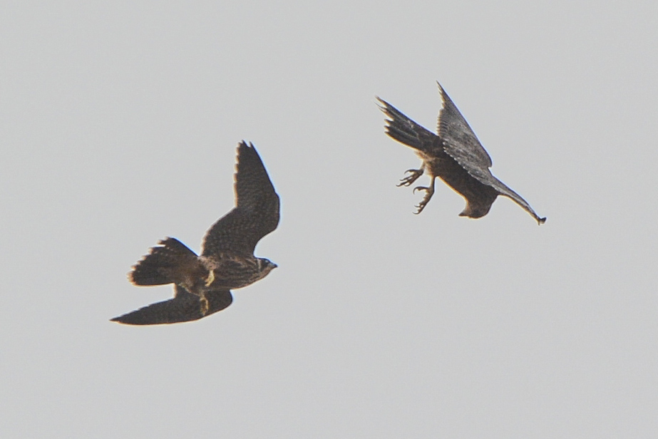 Two juvenile falcons during flight play Two juvenile falcons during flight play