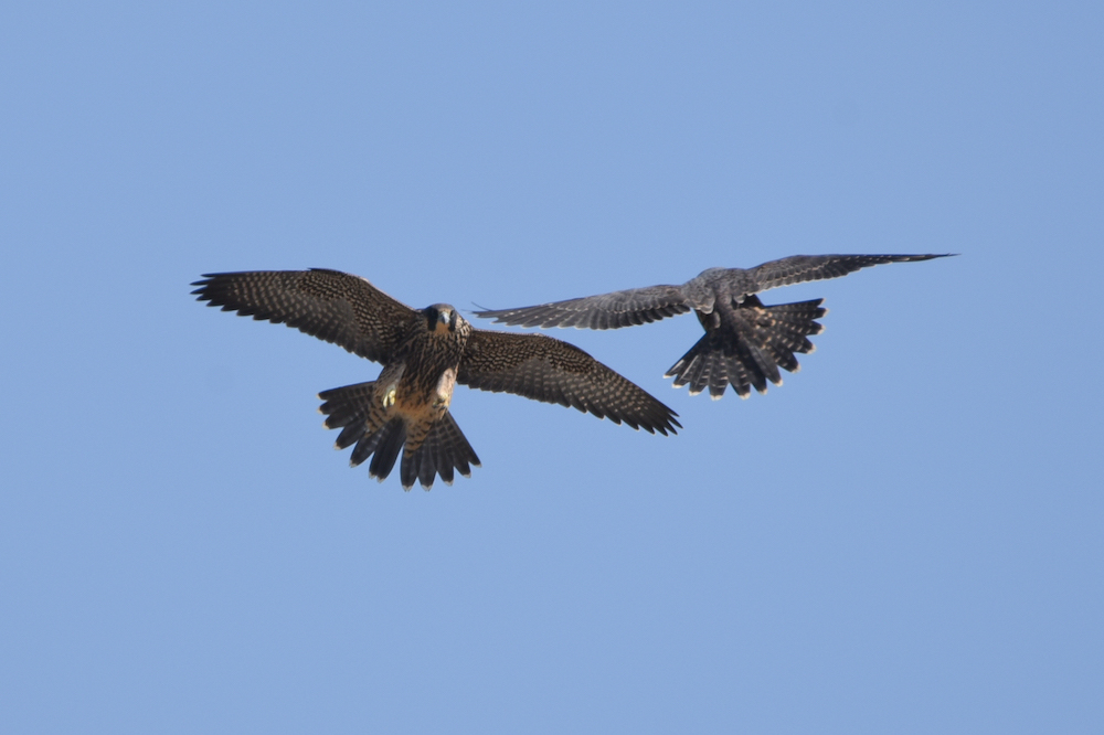 Two fledglings during flight play