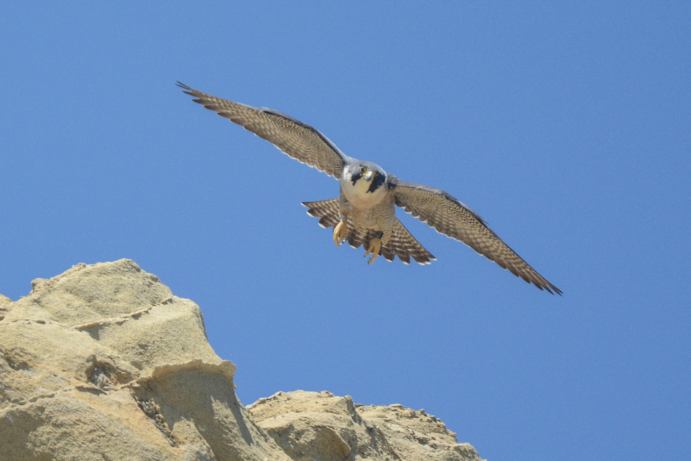 Female falcon launching from site A9