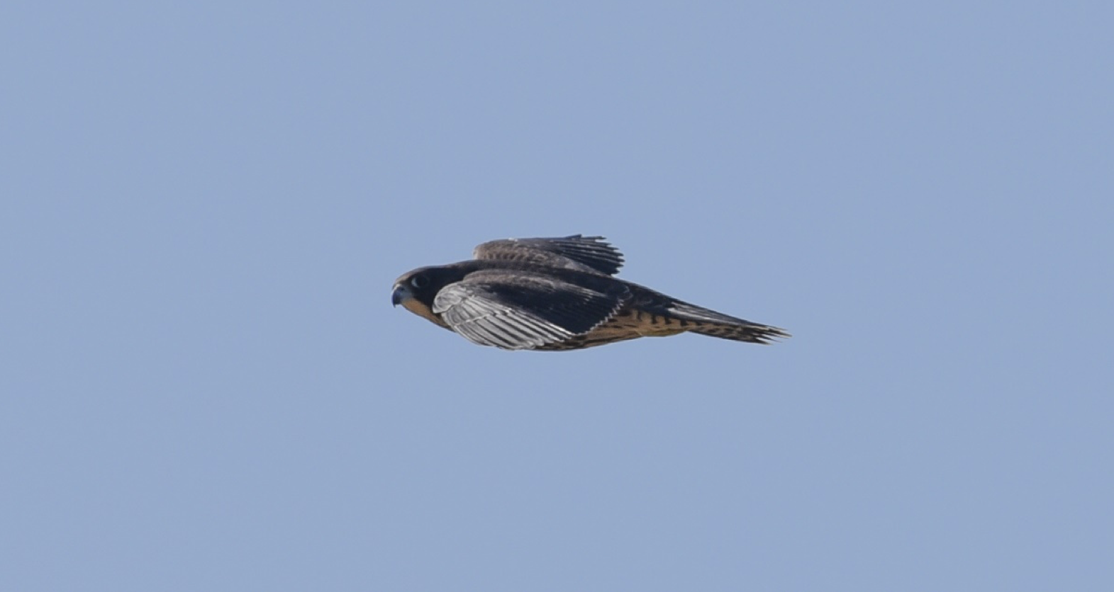 One of the juvenile falcon during a mid-June 2016 flyby