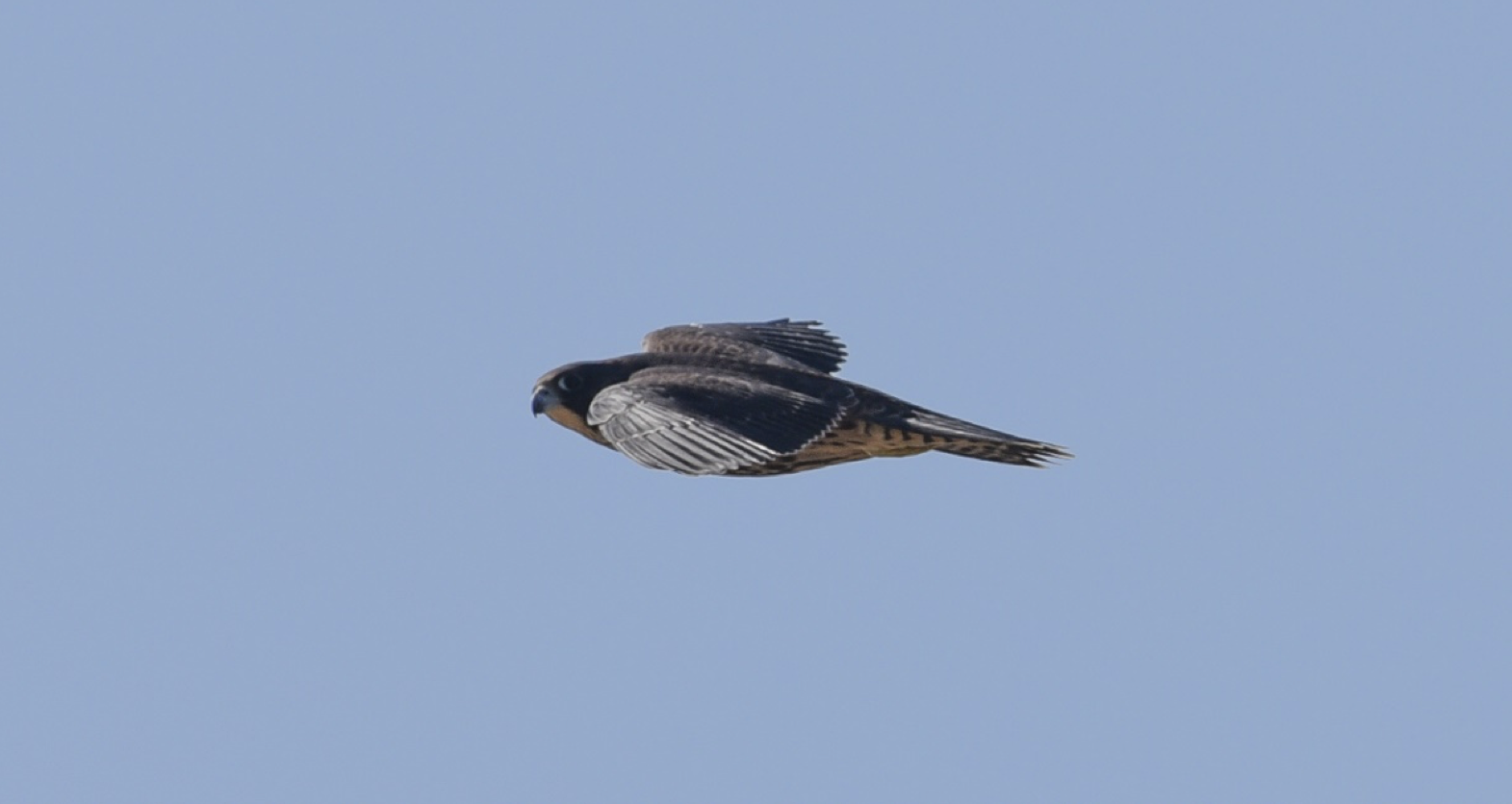One of the juvenile falcon during a mid-June 2016 flyby One of the juvenile falcon during a mid-June 2016 flyby