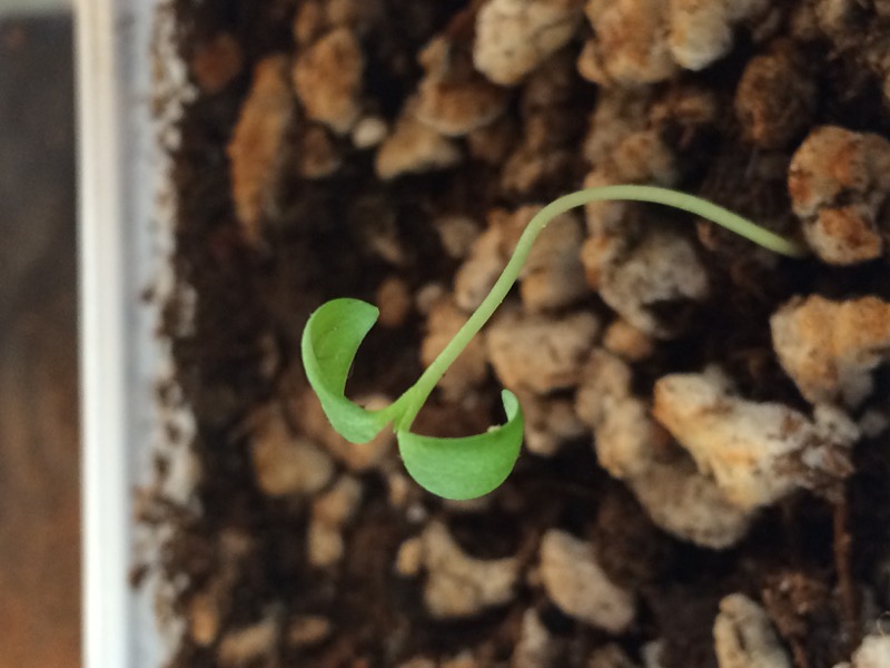 Juvenile Ceanothus sprouting up from seed