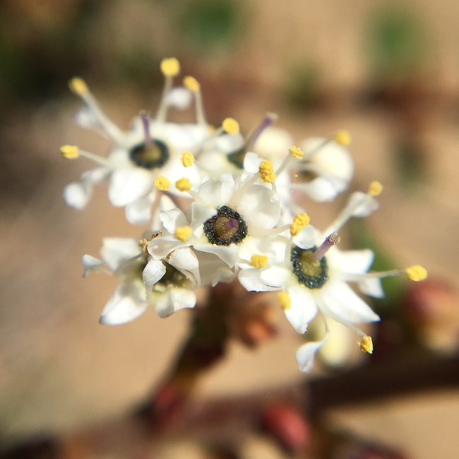 A detail of the wart-stem ceanothus flower and its nectariferous disc.