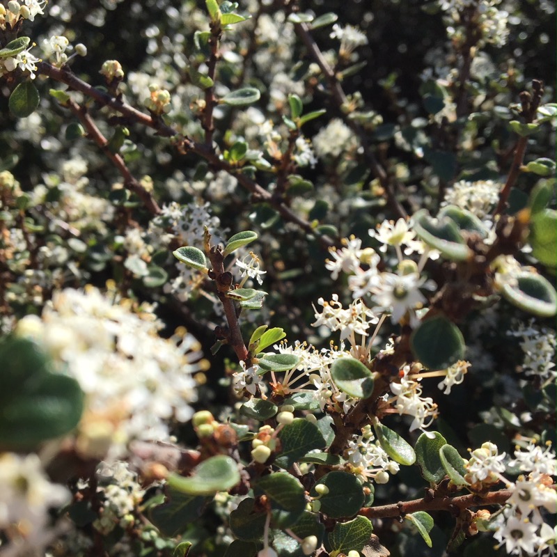 A view of the flower clusters on the branches of the Wart-Stem Ceanothus.