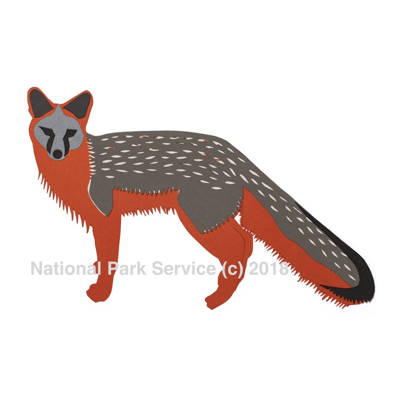 Grey foxes are stealthy, agile predators which play a small but important role in the ecosystem. Grey foxes are stealthy, agile predators which play a small but important role in the ecosystem.