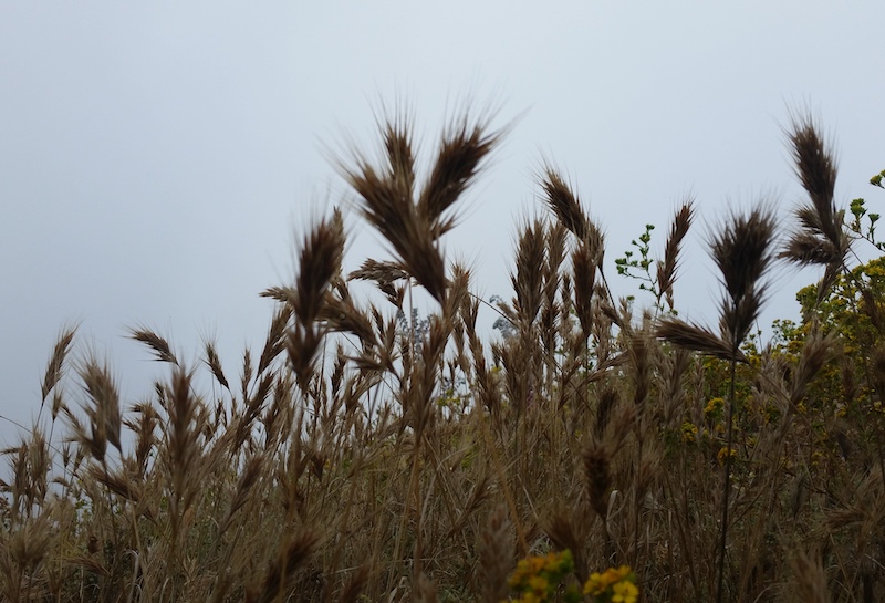 Foxtail invasive weed Photo of Foxtail invasive weed