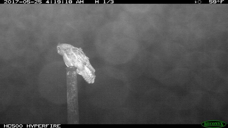 The Great Horned Owl, Bubo virginianus, sitting on a large wooden pole