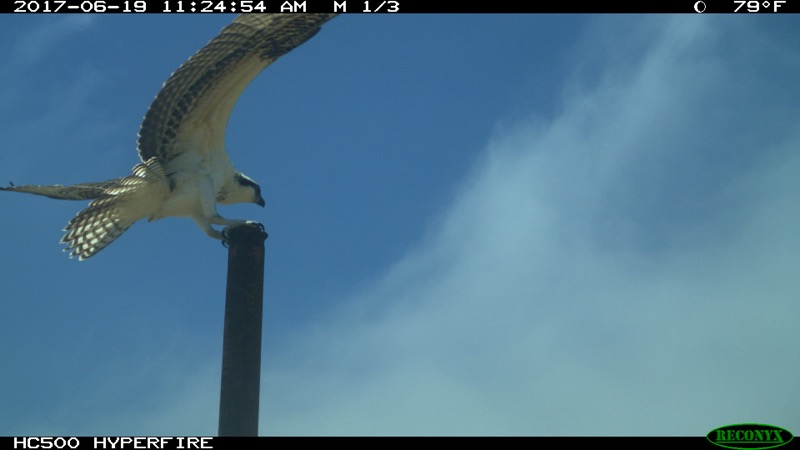 A large Osprey sitting on a pole