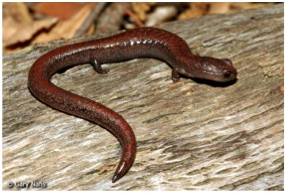The Garden Slender Salamander is the only amphibian species found at CNM and very rarely seen in this dry climate