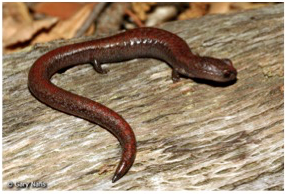 The Garden Slender Salamander is the only amphibian species found at CNM and very rarely seen in this dry climate The Garden Slender Salamander is the only amphibian species found at CNM and very rarely seen in this dry climate