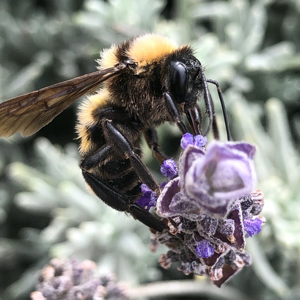 Bumblebee sits on Lavender bloom and is using its proboscis to gather nectar from the flower.