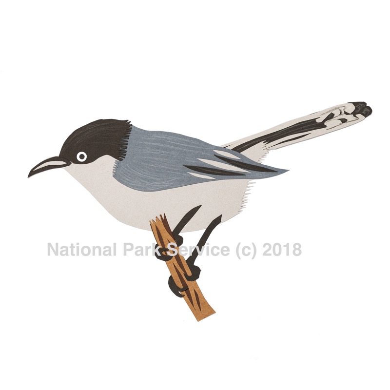 California Gnatcatchers reside in the coastal sage scrub habitat of the south coast.