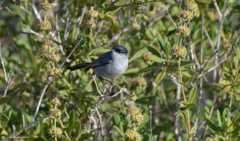 California Gnatcatcher - Cabrillo National Monument (U.S. National Park  Service)