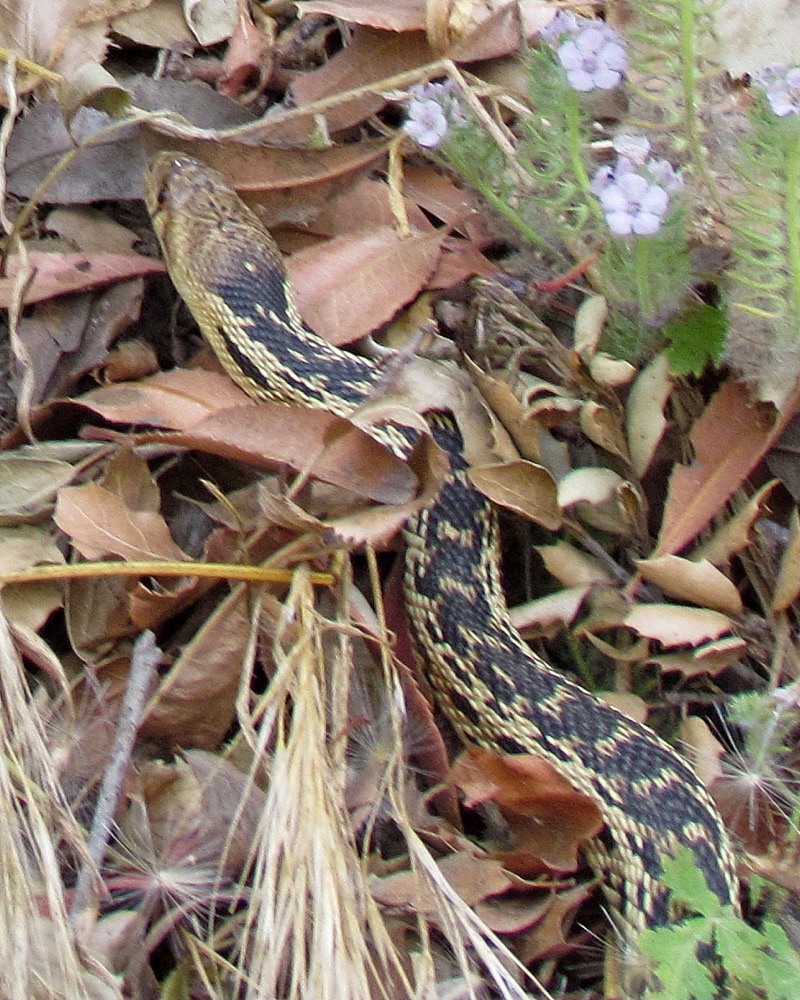 A close-up view of a gopher snake’s small head and “chain” back pattern as it moves through leaves.