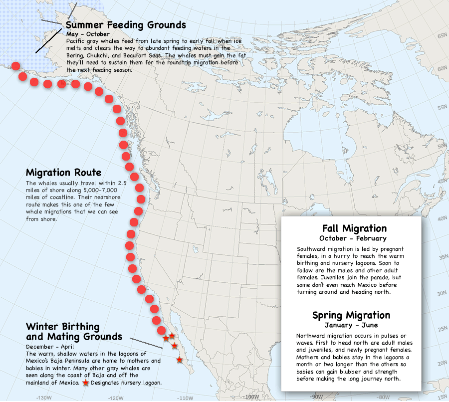  A map illustrating the 10,000+ mile migration of the Pacific Gray Whale from the archipelago of Alaska down the coast of North America to the southern half of Baja California. Red dots illustrate the migration route.