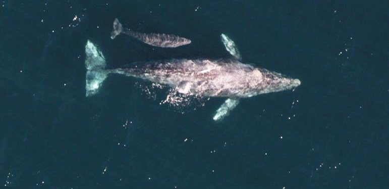 An aerial shot of a Pacific Gray Whale mother with her young calf swimming at her side. The calf is approximately 1/3 of the size of the mother.