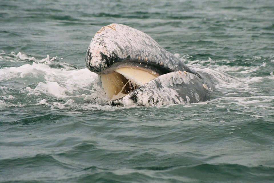 howing off its coarse baleen, a gray whale skims the surface as it eats.