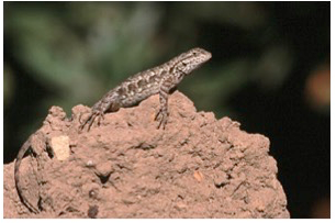 The Great Basin Fence Lizard is the most common lizard at CNM, often referred to as “blue bellied” lizards
