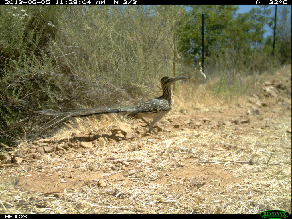 Greater roadrunner