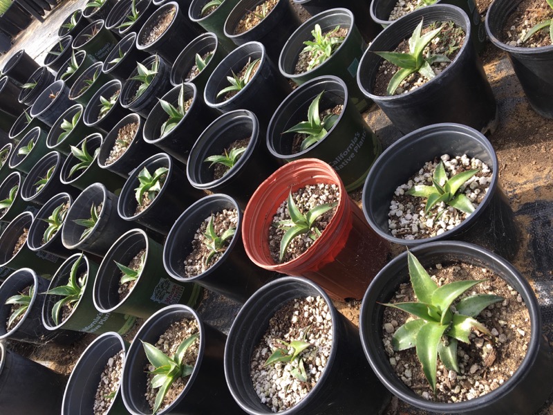 Photo of plants in a greenhouse Photo of plants in a greenhouse