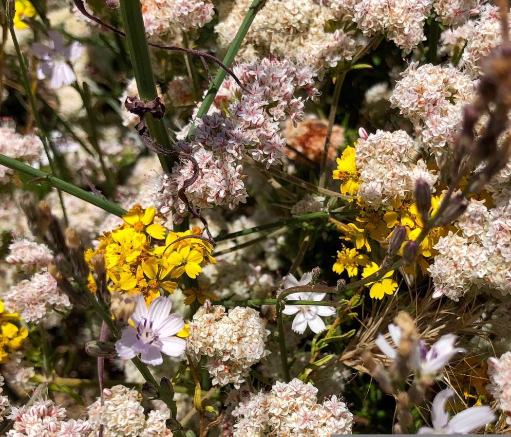 A group of Tarweed, Buckwheat, and Stephanomaria intermingled on a slope at Cabrillo National Monument.