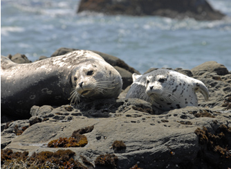 Two Harbor Seals (Phoca vitulina) resting on a beach.