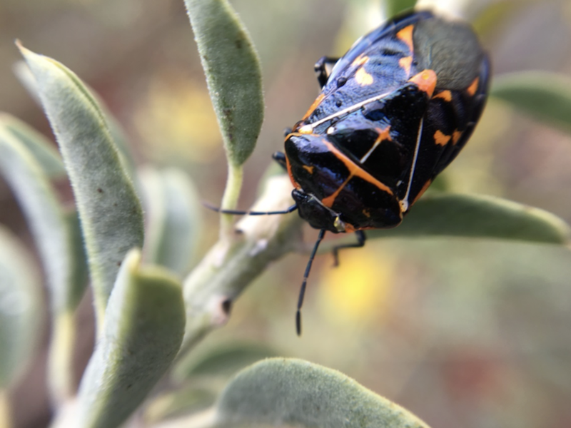 Harlequin Bug Harlequin Bug