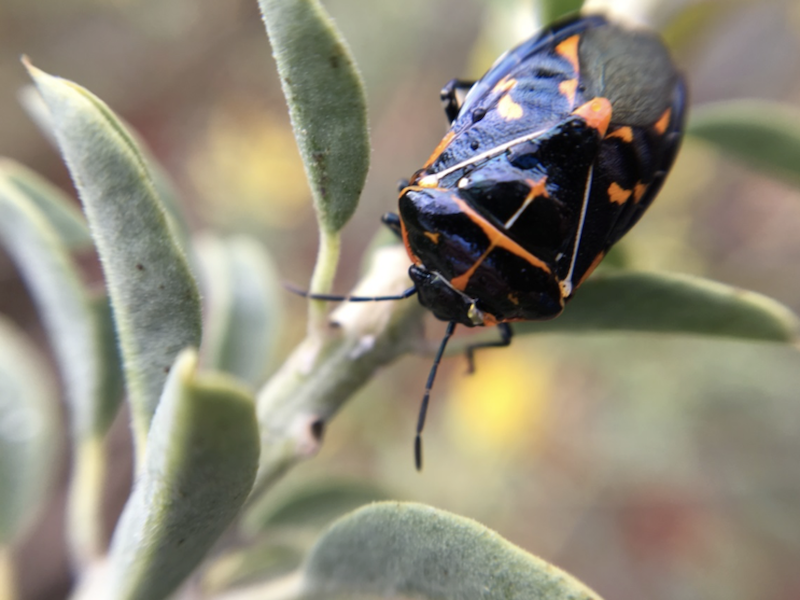 Harlequin Bug