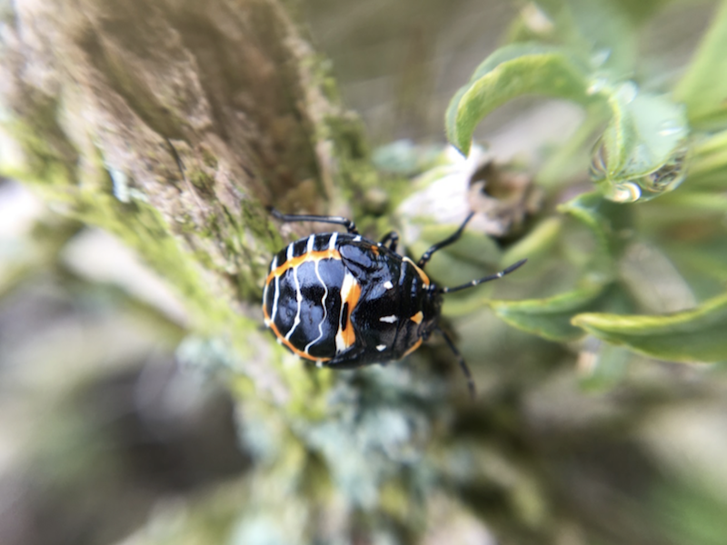 Harlequin bug Harlequin Bug