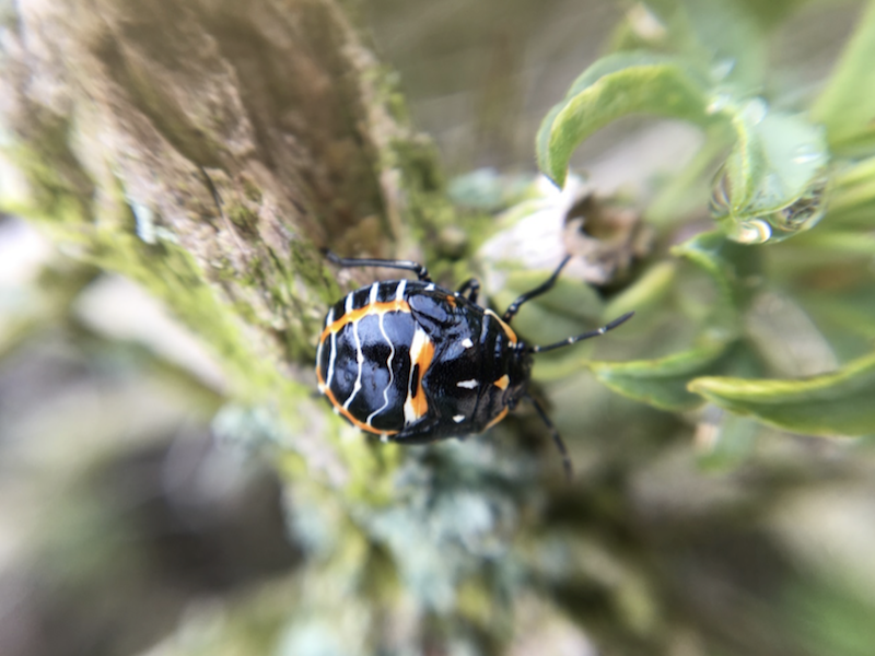 Harlequin Bug