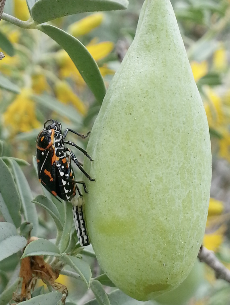 Harlequin bug Harlequin bug