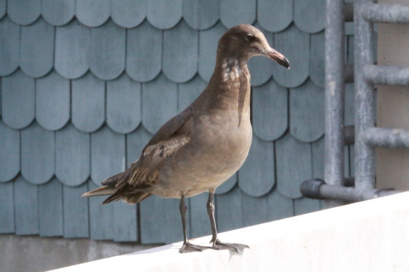 Heerman's Gull