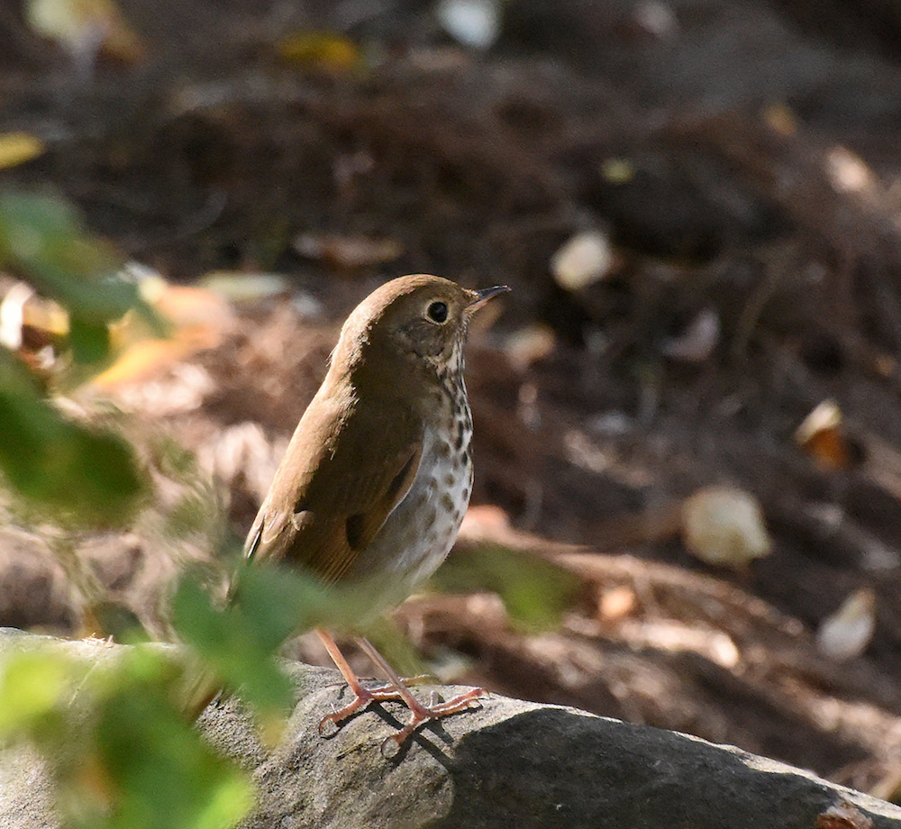 he upright posture and fluffed chest of a Hermit Thrush (Catharus guttatus) is a distinct characteristic at first glance.