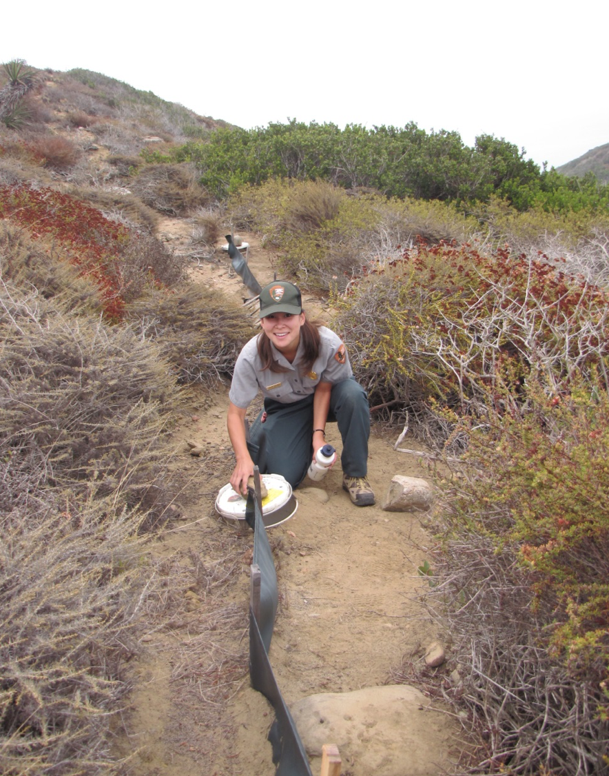 An NPS ranger checks a pitfall bucket