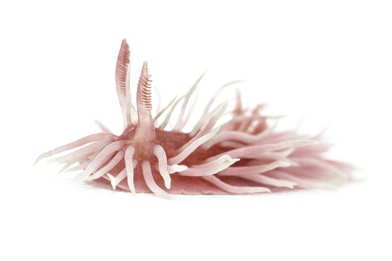 Photo of Hopkins Rose Nudibranch Photo of Hopkins Rose Nudibranch