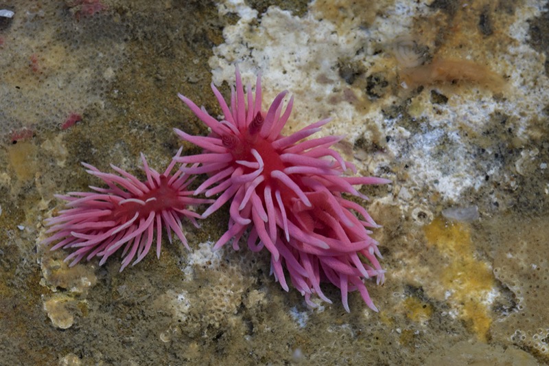 Photo of Hopkins Rose Nudibranch