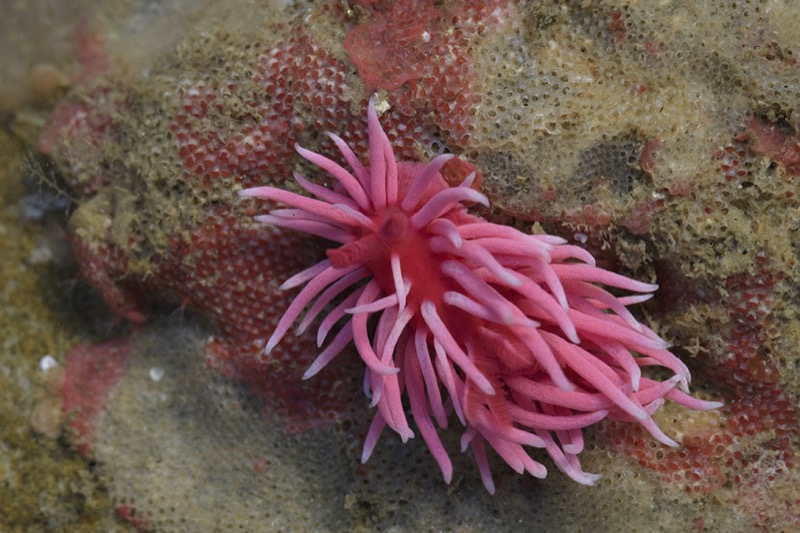 Photo of Hopkins Rose Nudibranch Photo of Hopkins Rose Nudibranch