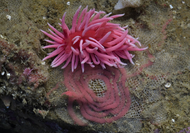 Photo of Hopkins Rose Nudibranch Photo of Hopkins Rose Nudibranch