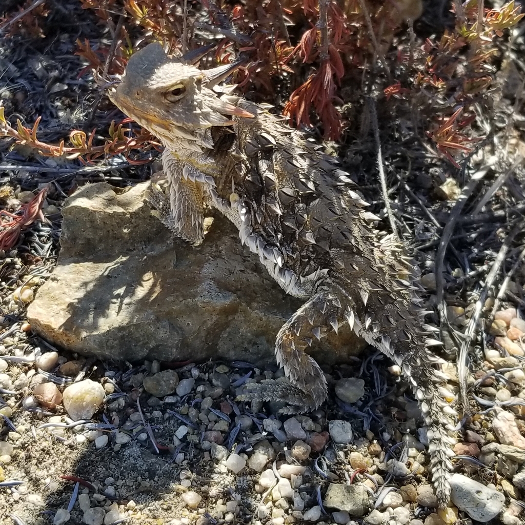 a Coast Horned Lizard (Phrynosoma blainvillii) spotted near Otay County Open Space Preserve in San Diego County.