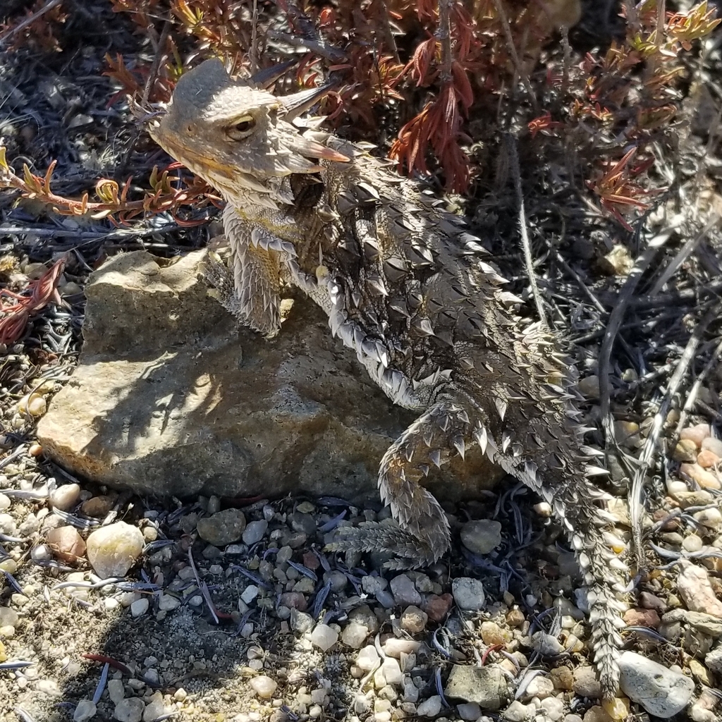 a Coast Horned Lizard (Phrynosoma blainvillii) spotted near Otay County Open Space Preserve in San Diego County. a Coast Horned Lizard (Phrynosoma blainvillii) spotted near Otay County Open Space Preserve in San Diego County.