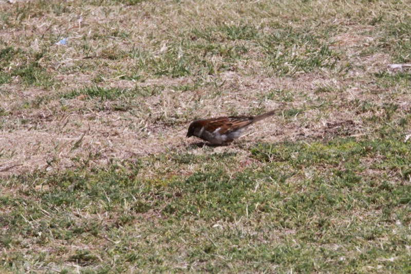 The conical beak of a House Sparrow (Passer domesticus) is great at breaking seeds