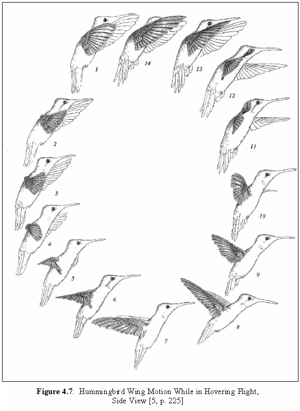 Hummingbird Wing Motion A side-view look of a hummingbird’s flight pattern while hovering, labeled flap-by-flap with numbers 1-14 starting at the top and moving counter-clockwise around the diagram.