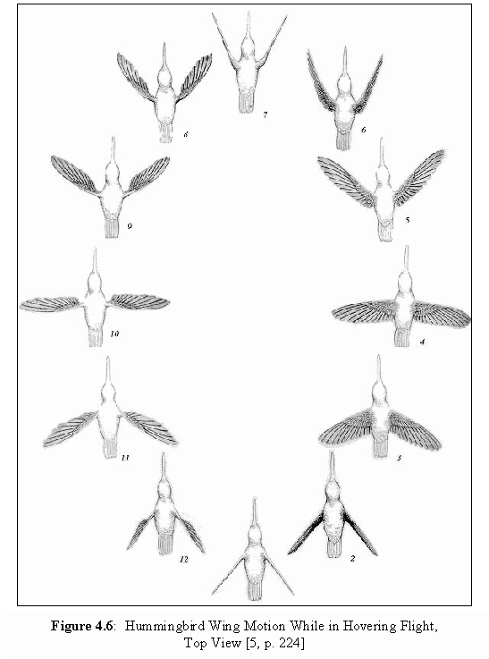Hummingbird Wing Motion A top-view look of a hummingbird’s flight pattern while hovering, labeled flap-by-flap with numbers 1-12 which starts at the bottom and moves counter-clockwise around the diagram.