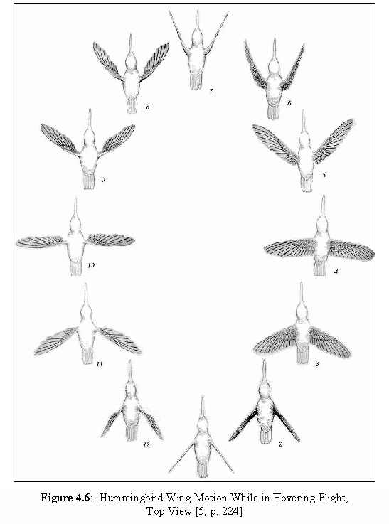 A top-view look of a hummingbird’s flight pattern while hovering, labeled flap-by-flap with numbers 1-12 which starts at the bottom and moves counter-clockwise around the diagram.